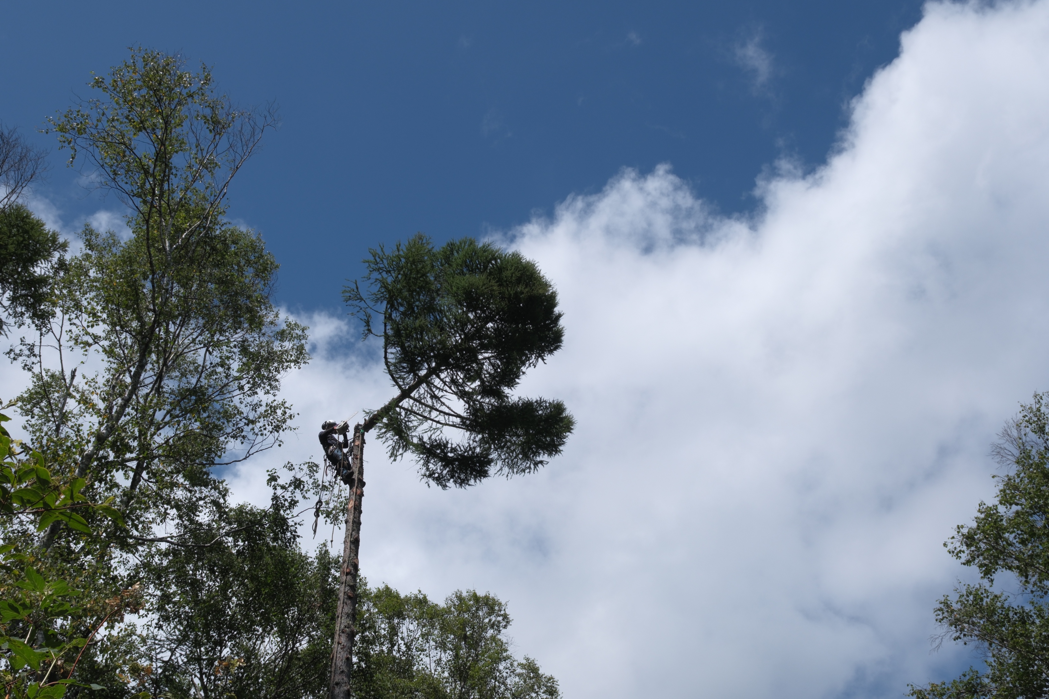 株式会社 小山林産